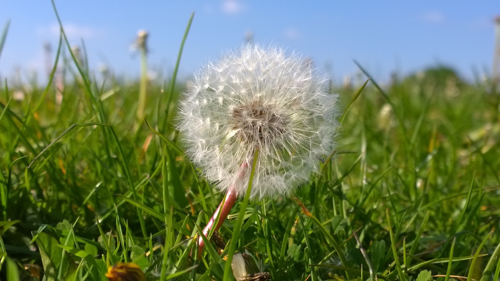 Perfect Dandelion