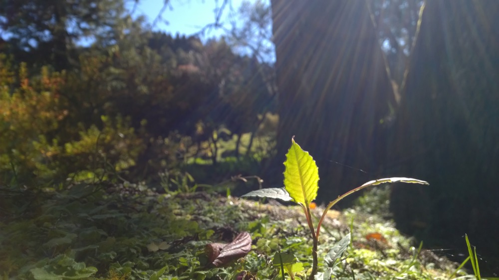 Suns rays