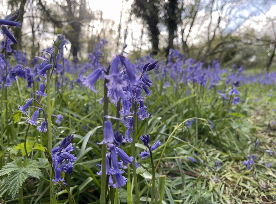 Bluebells