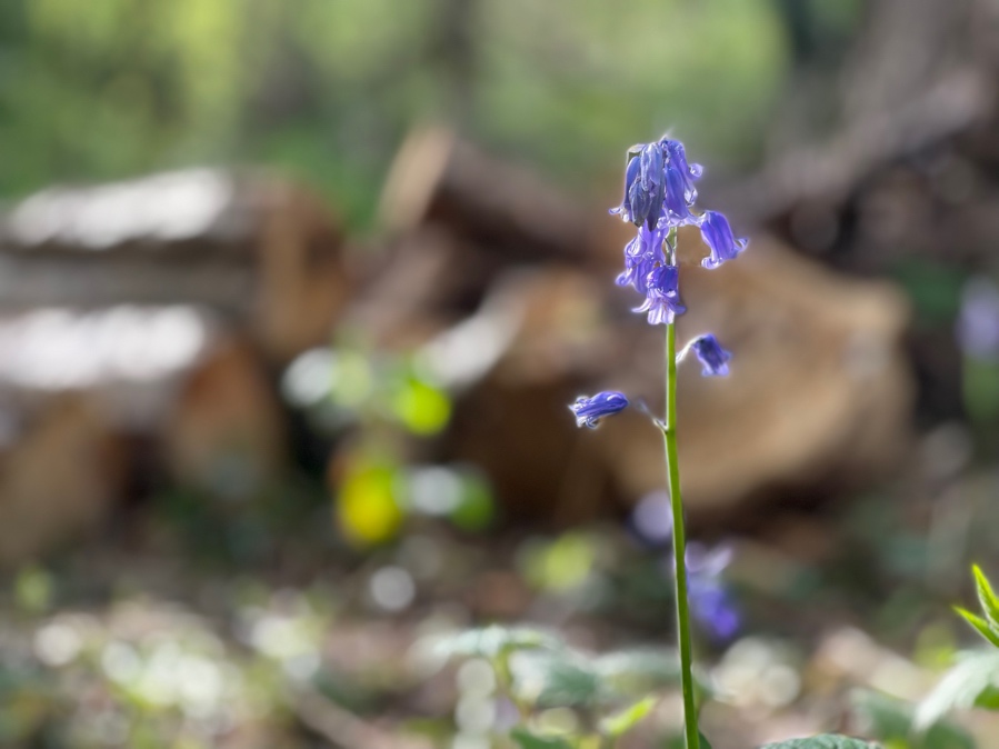 Bluebell