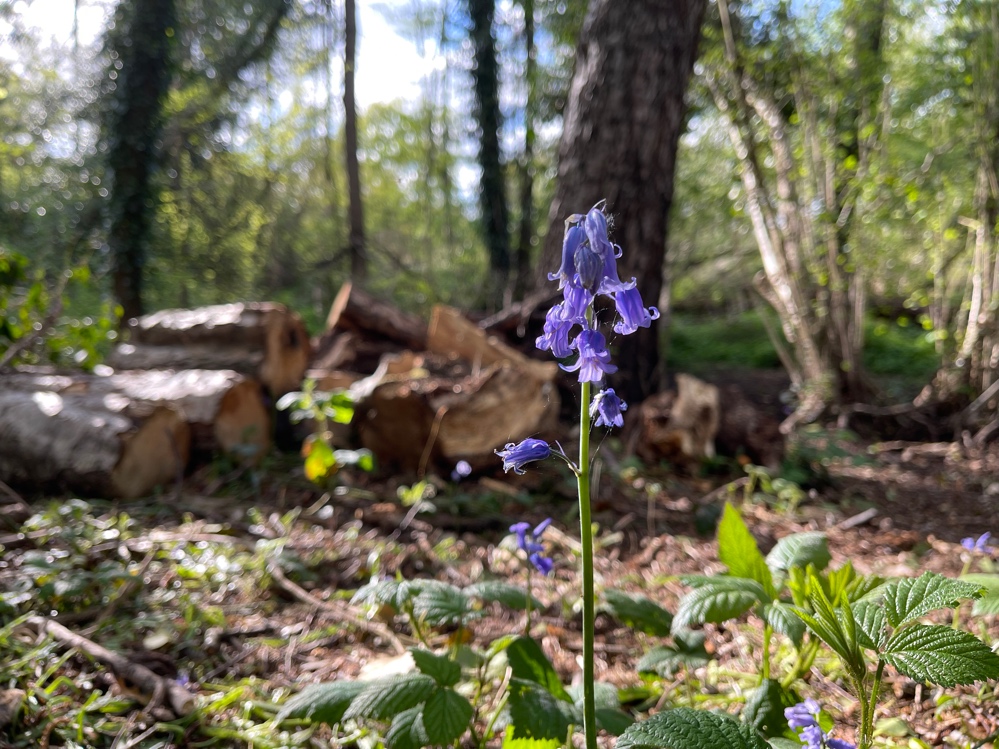 Final bluebell shot