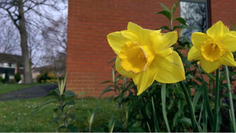 Daffodils