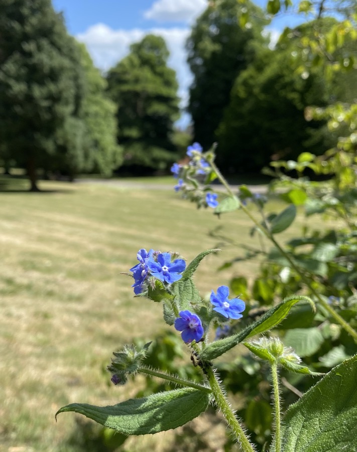 Flowers