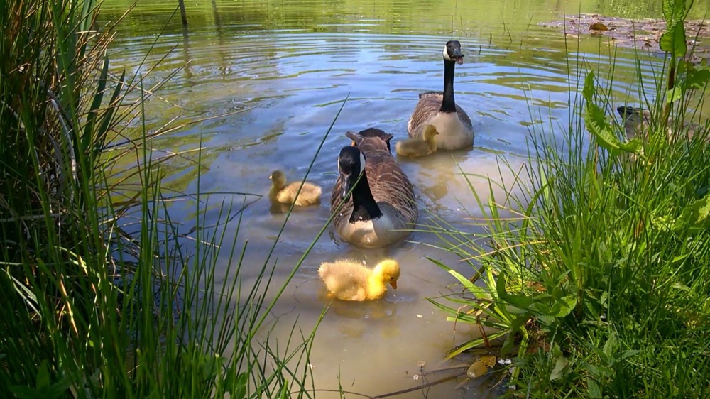 Goslings!