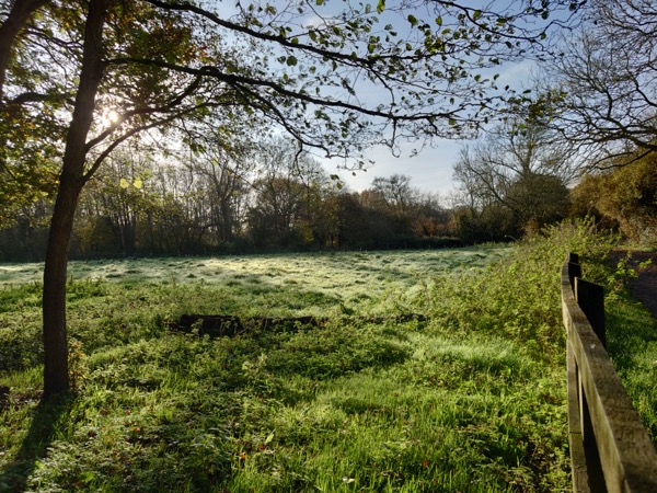 Meadow scene