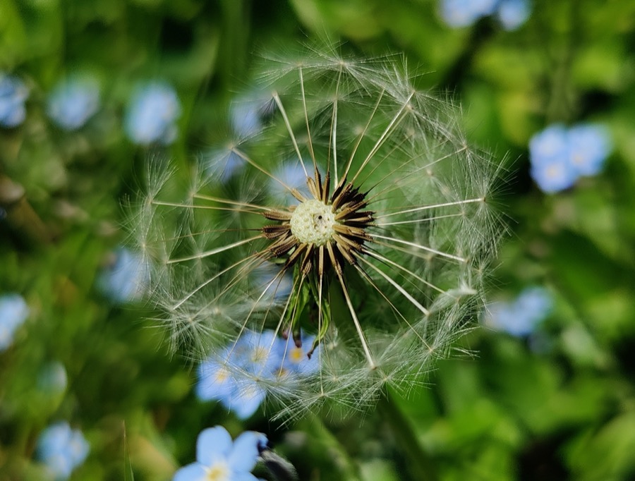 Dandelion 'clock', click for full resolution