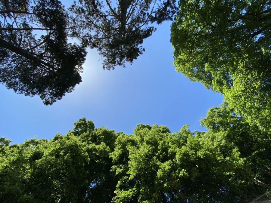 Sky and trees