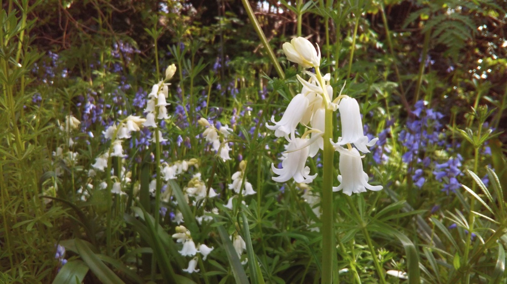 Easter 'white'bells