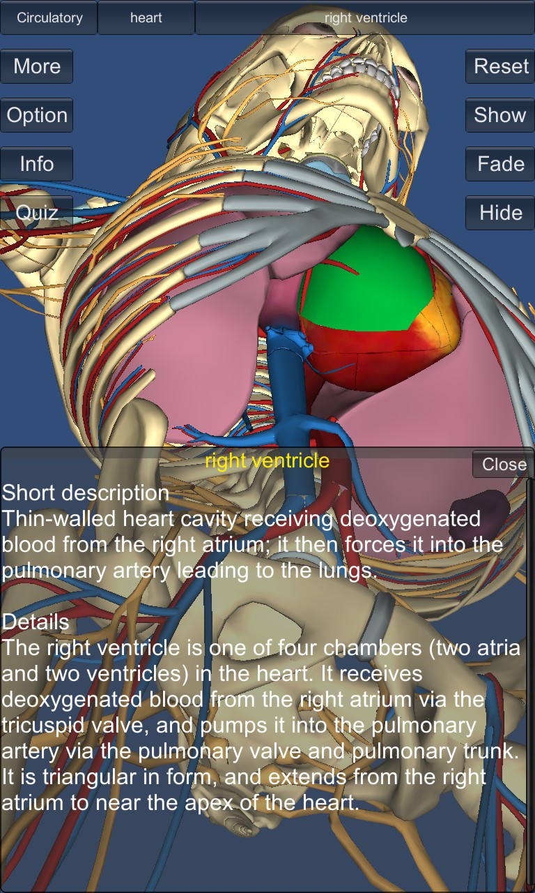 Screenshot, 3D Anatomy