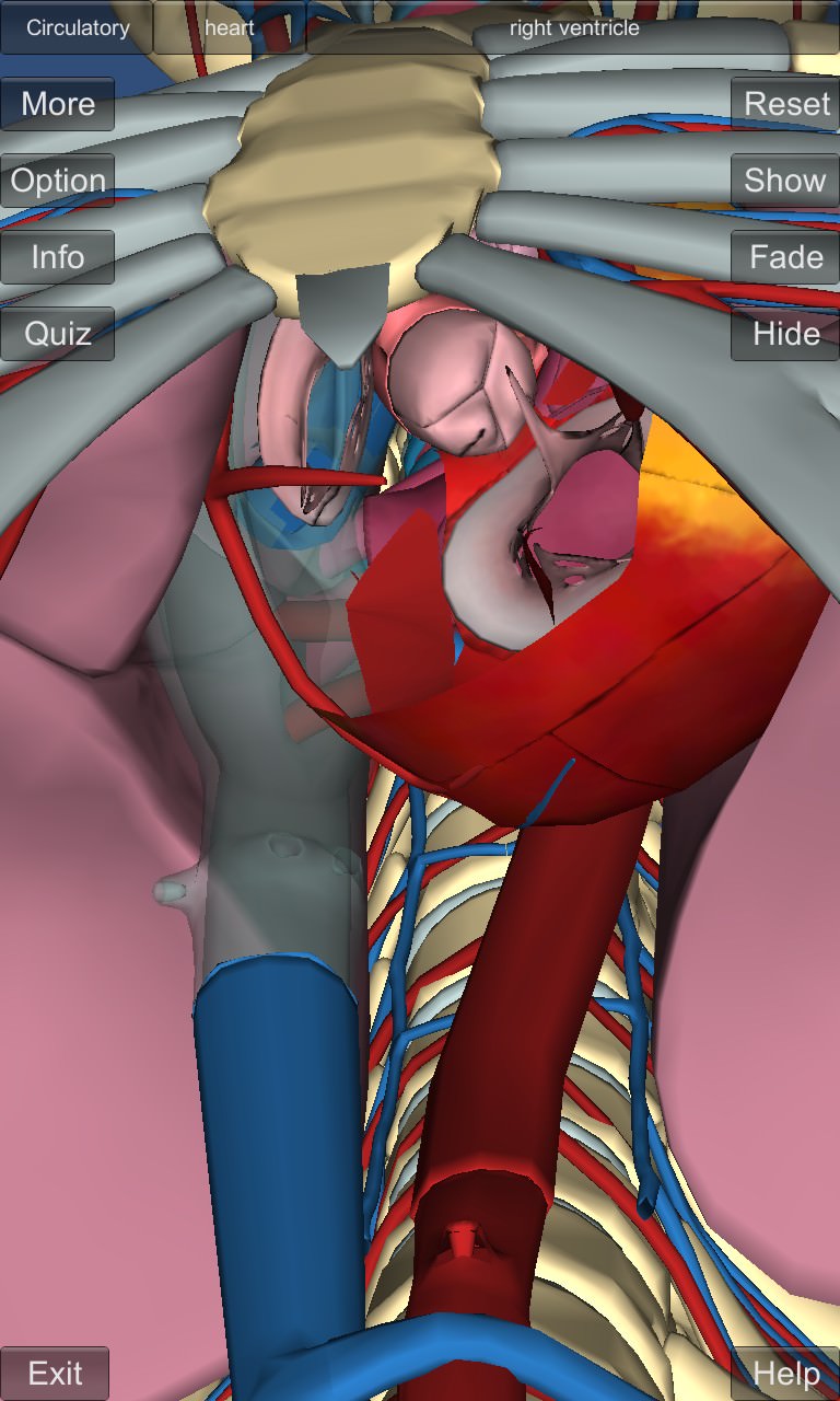 Screenshot, 3D Anatomy